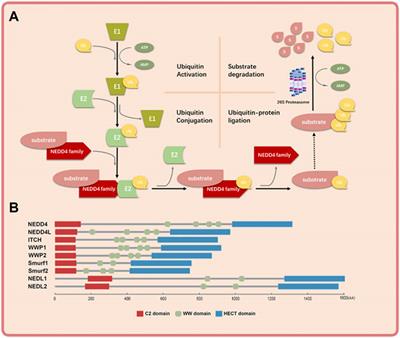 Frontiers | The Regulatory Roles Of The E3 Ubiquitin Ligase NEDD4 ...